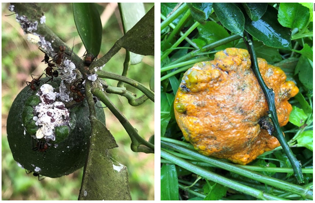 Quy trình quản lý tổng hợp rệp sáp giả hại cây cam  theo hướng sinh học