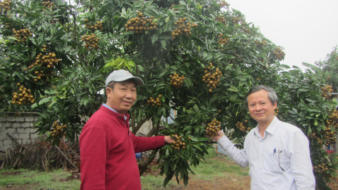 Xử lý nhãn Hưng Yên ra quả trái vụ, giá bán gấp 5 lần chính vụ