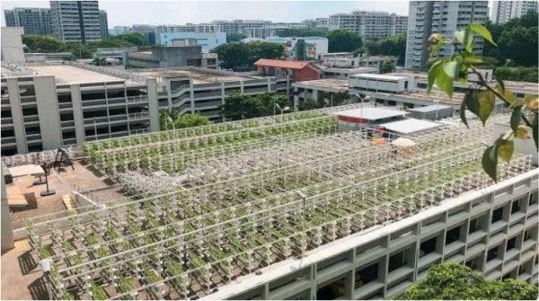 Chiến lược nông nghiệp đô thị của Singapore