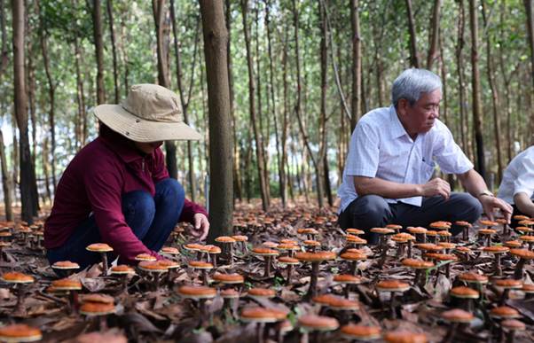 Trồng nấm linh chi dưới tán rừng keo, lợi đủ đường