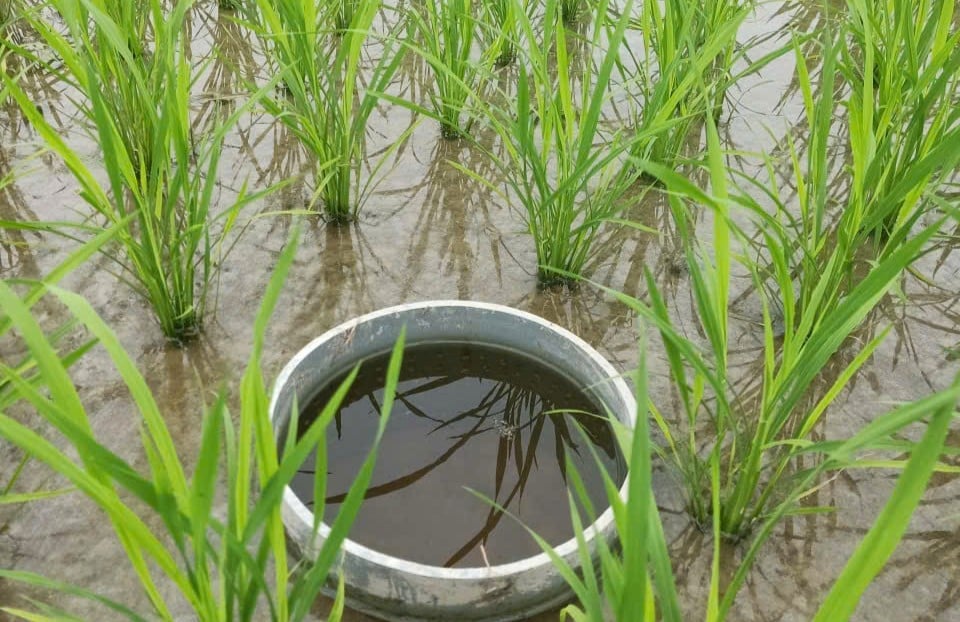 Giảm hơn 3,7 tấn các-bon/1ha nhờ trồng lúa thông minh