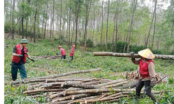 Liên kết trồng keo gỗ lớn