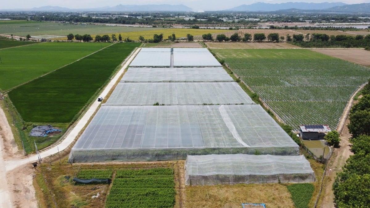 Doanh nghiệp là hạt nhân phát triển nông nghiệp công nghệ cao