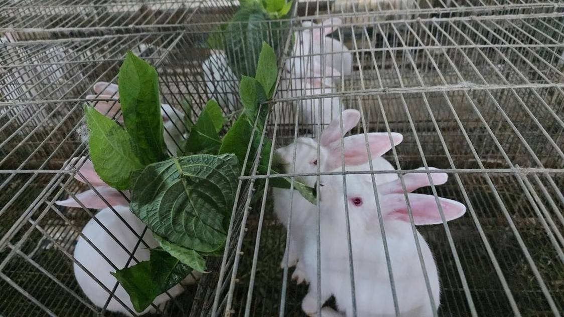 Nuôi thỏ tuần hoàn lợi nhuận hàng trăm triệu đồng mỗi năm