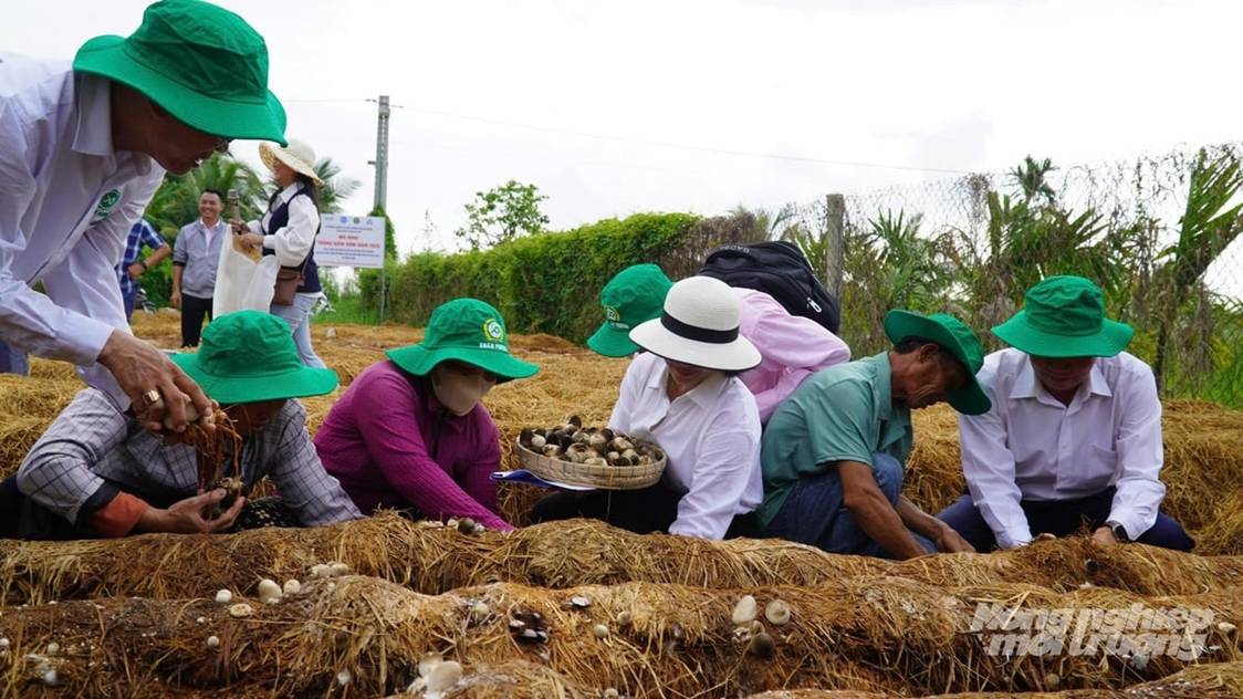Quản lý rơm rạ theo chuỗi tuần hoàn, tạo sinh kế cho nhà nông