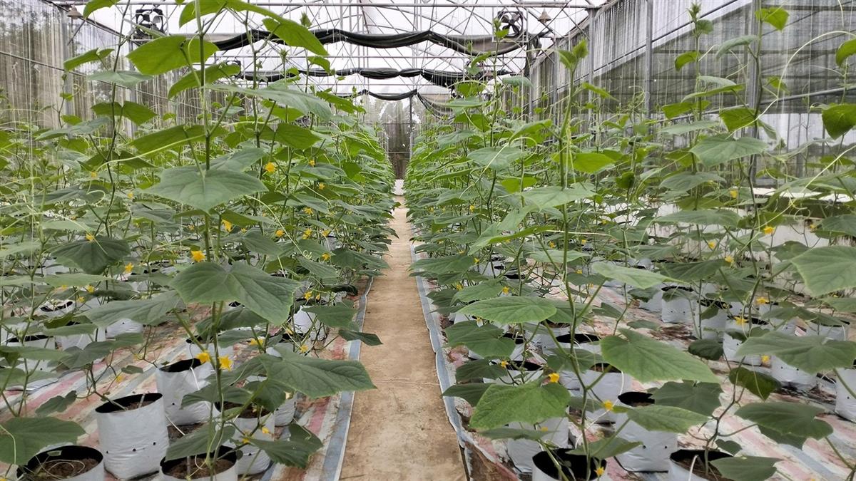 Sinh viên ngành Nông nghiệp Công nghệ cao: Khẳng định giá trị qua nghiên cứu khoa học