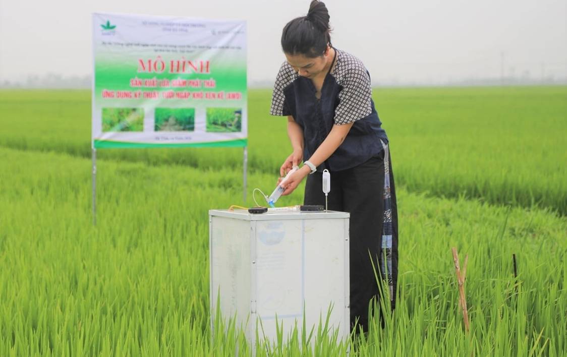 Tưới ngập - khô xen kẽ: Bước đệm xây dựng tín chỉ carbon cho cây lúa