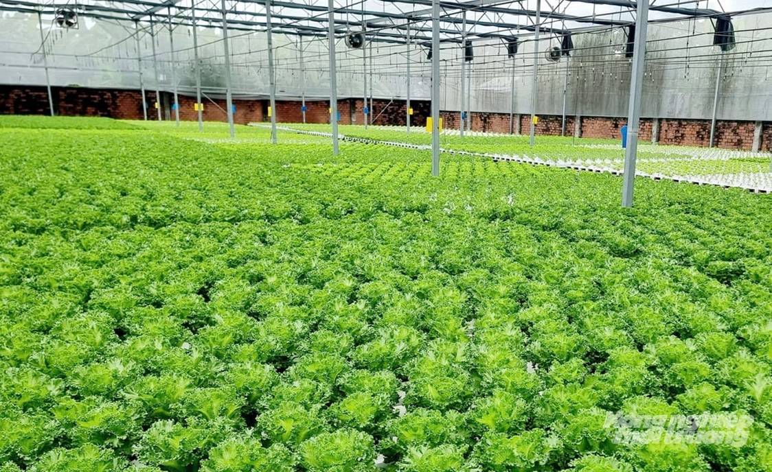 Hợp tác quốc tế kết nối chuỗi giá trị nông nghiệp công nghệ cao