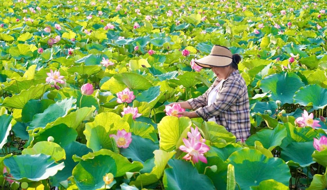 Trồng sen trên ruộng trũng, nông dân 'hái ra tiền'