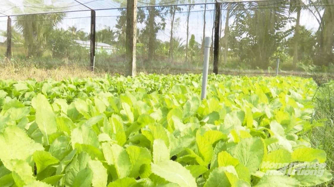 Trồng rau nhà lưới kết hợp tưới phun sương, tiết kiệm 70% chi phí sản xuất